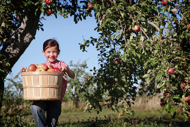 Why Blue Ridge Apples Blue Ridge Apple Farms